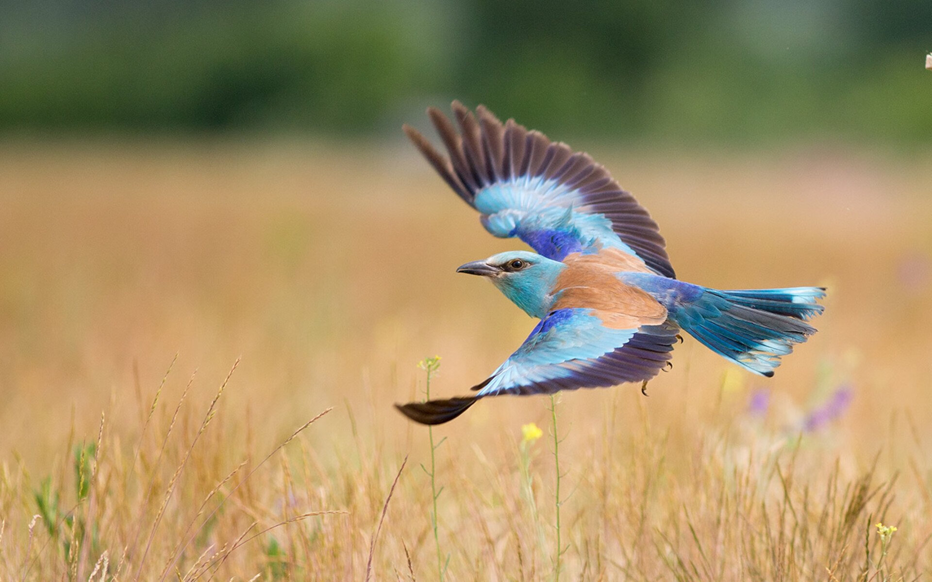 韩华冠军刘翔飞抵赛事现场，韩翔老师