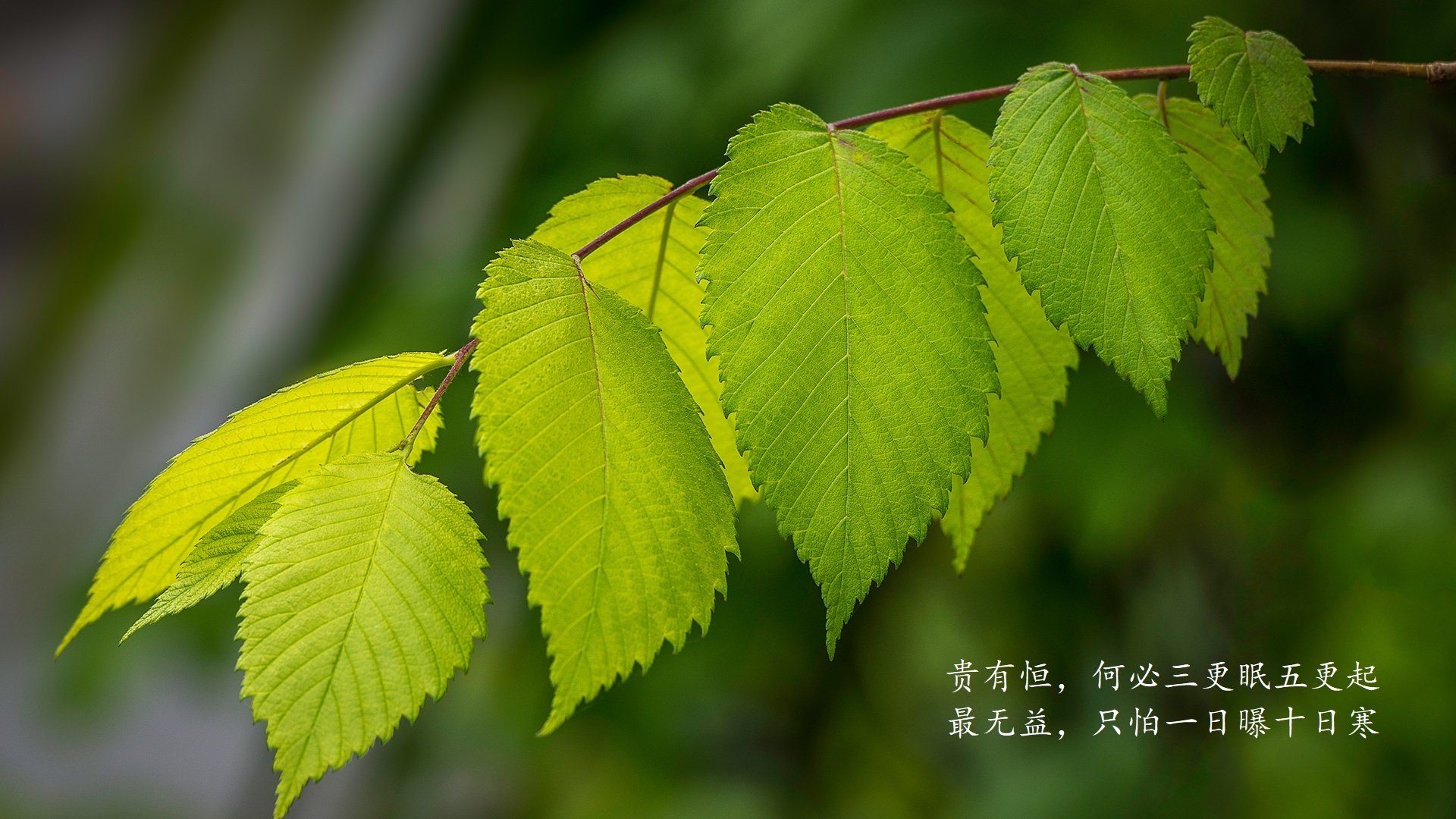 巴黎圣日耳曼不敌亚特兰大，悲情告别欧冠，巴黎圣日耳曼兰斯比分预测