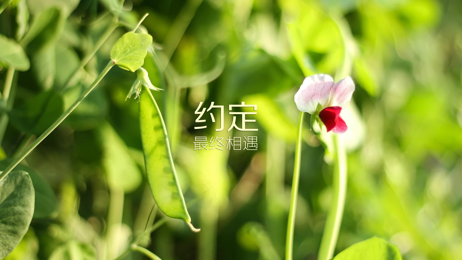 尼斯通过快速切换打出连续攻势，尼斯球员中枪
