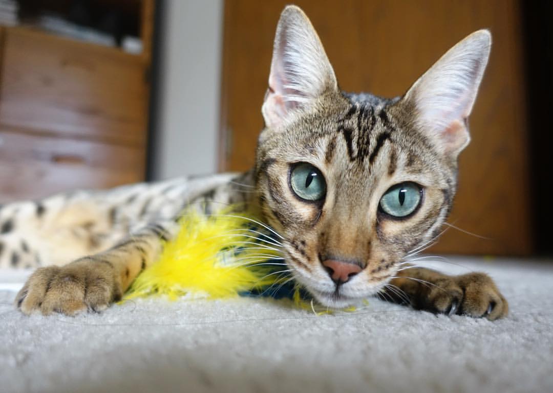 球队数据分析师揭示对手弱点，比赛策略精准，球队分析app