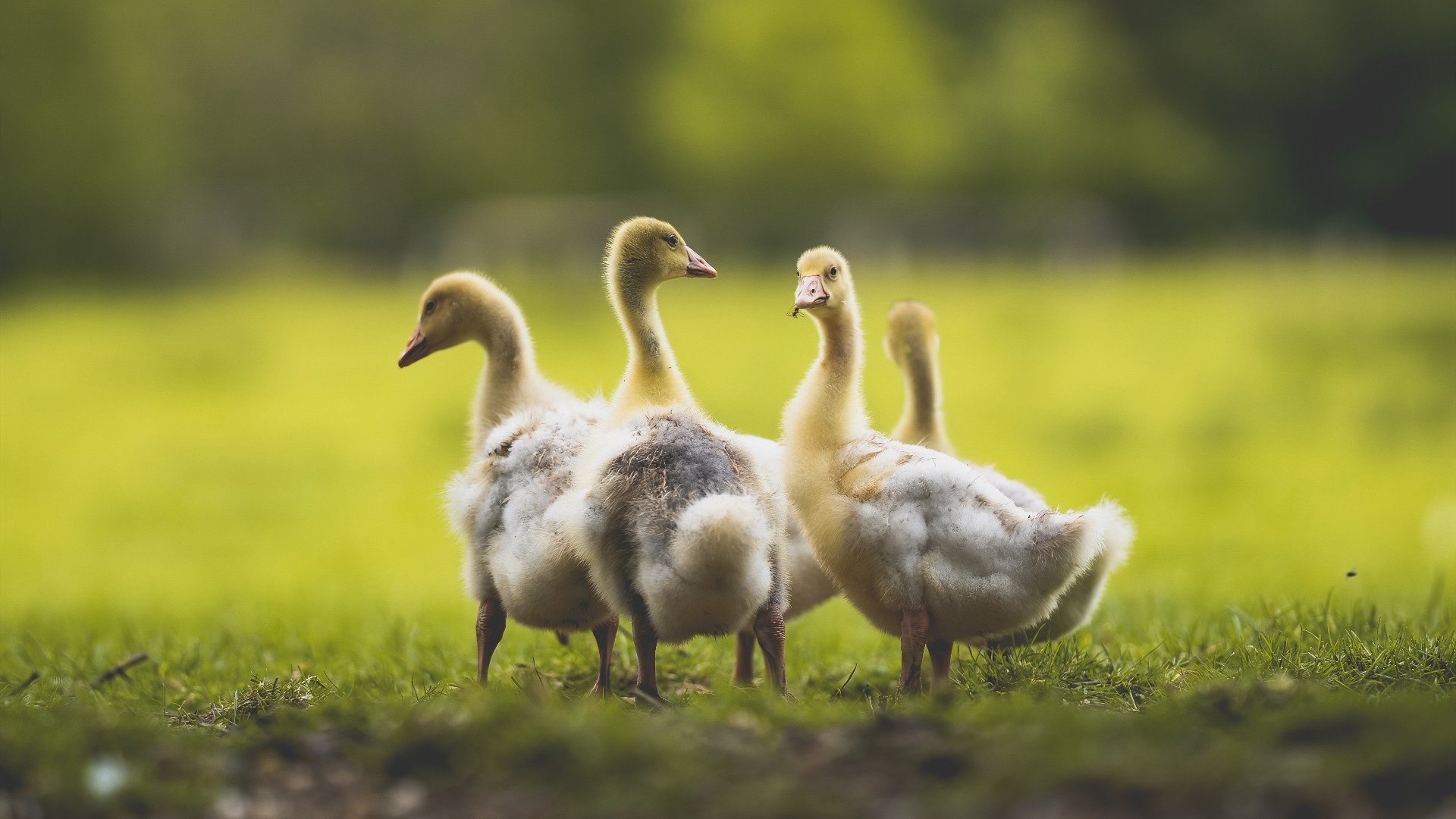 爱游戏平台-艾比·德尔福：南非队后场防守的关键人物，成功化解威胁，比尔和艾德