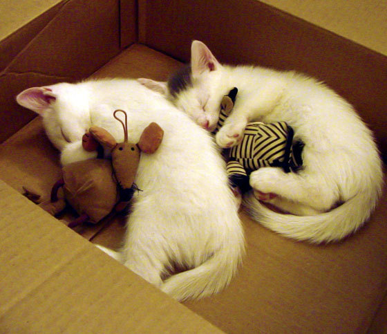 蛙泳比赛吉尔吉斯斯坦实力提升明显,吉尔吉斯斯坦赛程