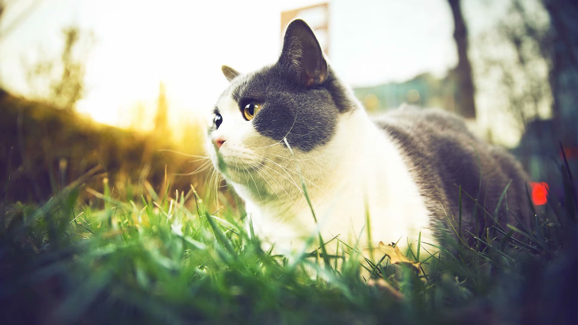 爱游戏体育APP下载-西甲攻守激战：精彩瞬间不断刷屏！，西甲战报